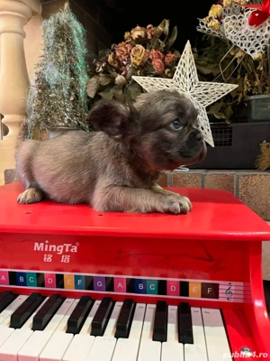 Bulldog francez Fluffy - imagine 2