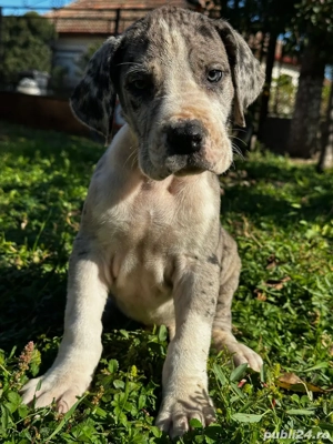 Dog german   Marele danez - imagine 3 Dog german   Marele danez - imagine 3