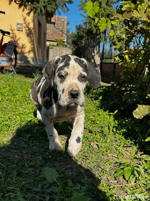 Dog german   Marele danez - imagine 5 Dog german   Marele danez - imagine 5