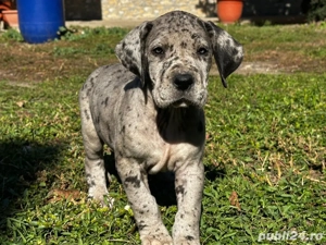 Dog german   Marele danez - imagine 2 Dog german   Marele danez - imagine 2