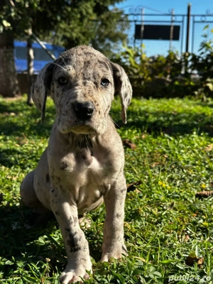 Dog german   Marele danez - imagine 4 Dog german   Marele danez - imagine 4