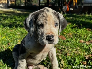 Dog german   Marele danez