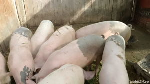 Porci de vanzare com.Secuieni Neamt.