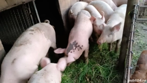 Porci de vanzare com.Secuieni Neamt. - imagine 2