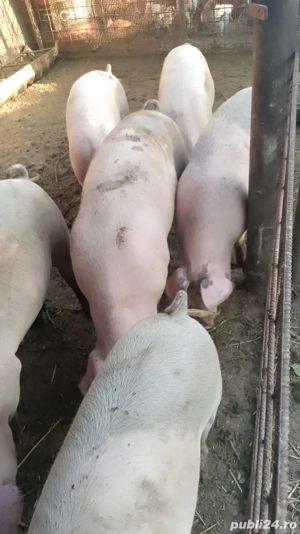 Porci de vanzare com.Secuieni Neamt. - imagine 3