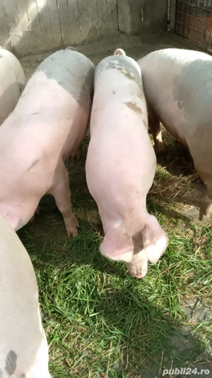 Porci de vanzare com.Secuieni Neamt. - imagine 4