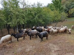 Vind oi țurcane tinere 