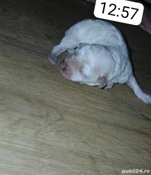 Femela bishon  - imagine 2 Femela bishon  - imagine 2