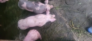 De vânzare  - imagine 2