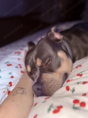 American bully pocket  - imagine 2