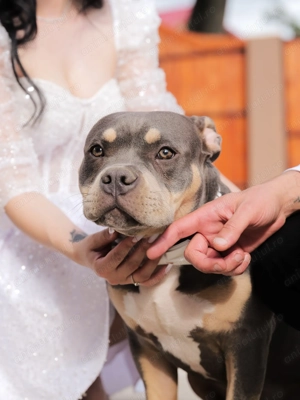 American bully pocket  - imagine 3