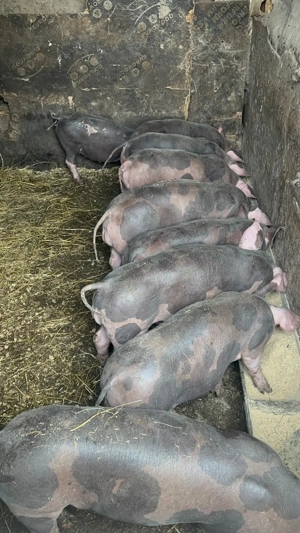 Purcei pregătiți  de casa - imagine 2