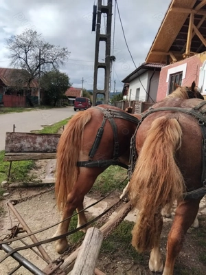 Manza de vanzare - imagine 2