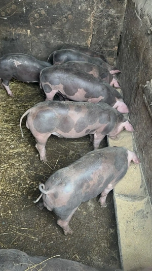 Purcei pregătiți  de casa - imagine 3