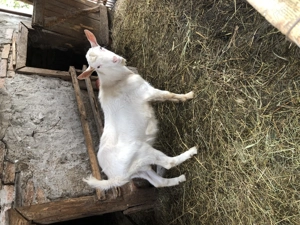 Vand tap Saanen - imagine 3