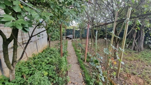 De vanzare casa individuala Calea Ghirodei - imagine 12