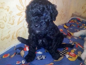 Catelusi pudel - caniche - imagine 2