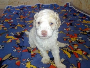 Catelusi pudel - caniche - imagine 4