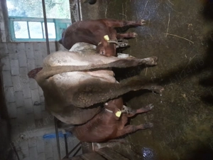 Vând vacii bune de lapte