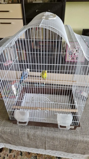 Vand colivie cu 2 perusi