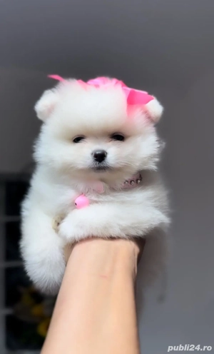 pomerian cu părinți cu pedigree