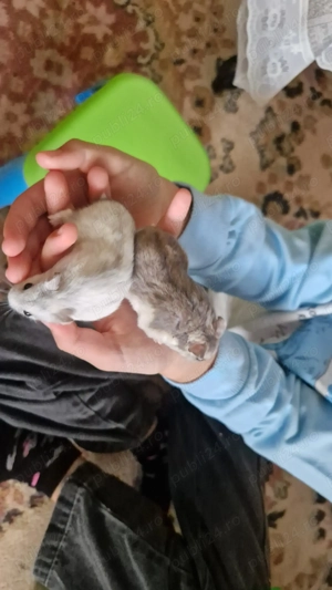 Vand cusca cu 2 hamsteri - imagine 3