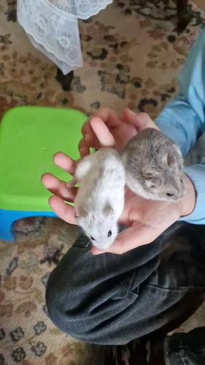 Vand cusca cu 2 hamsteri - imagine 2