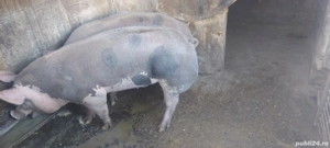 De vânzare! - imagine 4