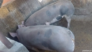 De vânzare! - imagine 5