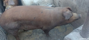 De vânzare! - imagine 3