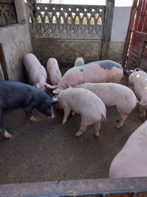 Disponibili!Se pot vedea în Redea, Olt.   - imagine 2