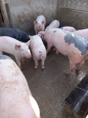 Disponibili!Se pot vedea în Redea, Olt.  