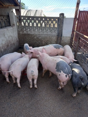 Disponibili!Se pot vedea în Redea, Olt.   - imagine 3