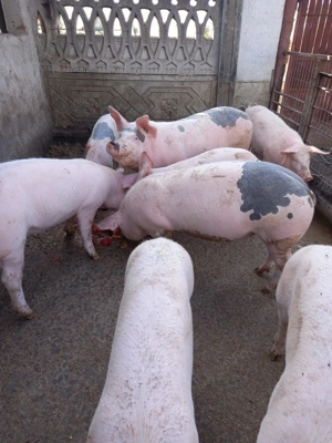 Disponibili!Se pot vedea în Redea, Olt.   - imagine 4