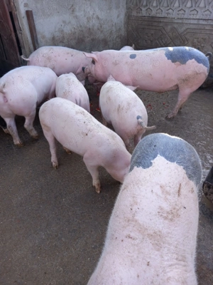 Disponibili!Se pot vedea în Redea, Olt.   - imagine 5