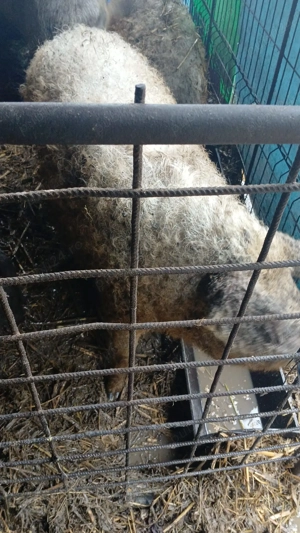 Vand porci mangalita