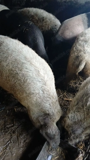 Vand porci mangalita - imagine 2 Vand porci mangalita - imagine 2