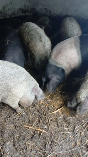 Vand porci mangalita - imagine 3 Vand porci mangalita - imagine 3