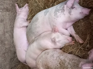 porci de vânzare 