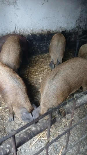 Vând porci Duroc și bazna