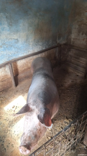 de vânzare  - imagine 4