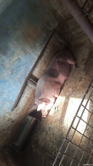 de vânzare  - imagine 5