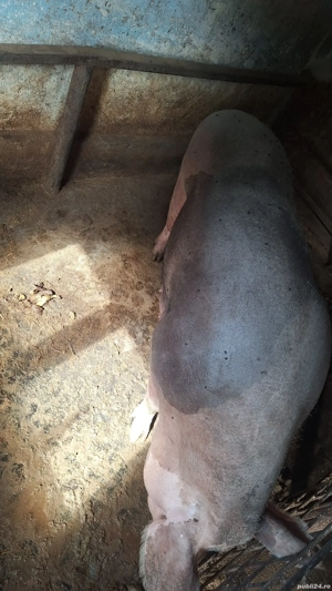 de vânzare  - imagine 3