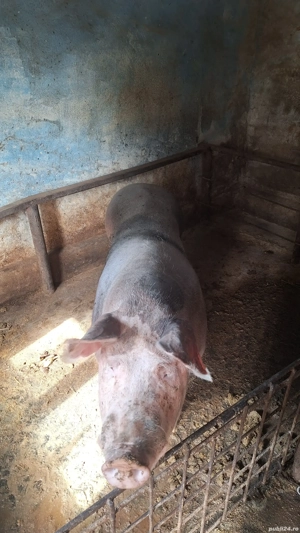 de vânzare  - imagine 2