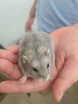 Hamster pitic cu cușcă, mâncare și asternut. - imagine 2