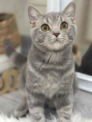 British , băiețel superb . - imagine 5