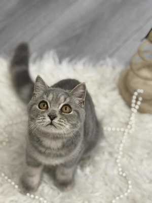 British , băiețel superb . - imagine 2