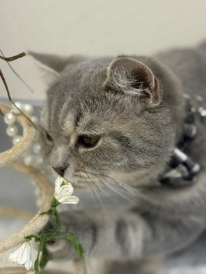 British Băiețel extraordinar  - imagine 4