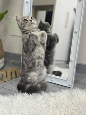 British Băiețel extraordinar  - imagine 3