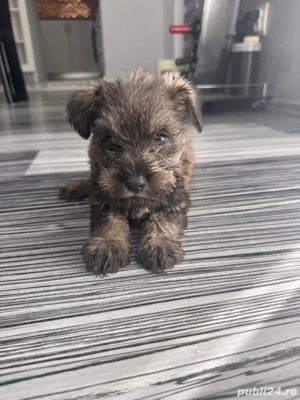 Vand pui Schnautzer pitic